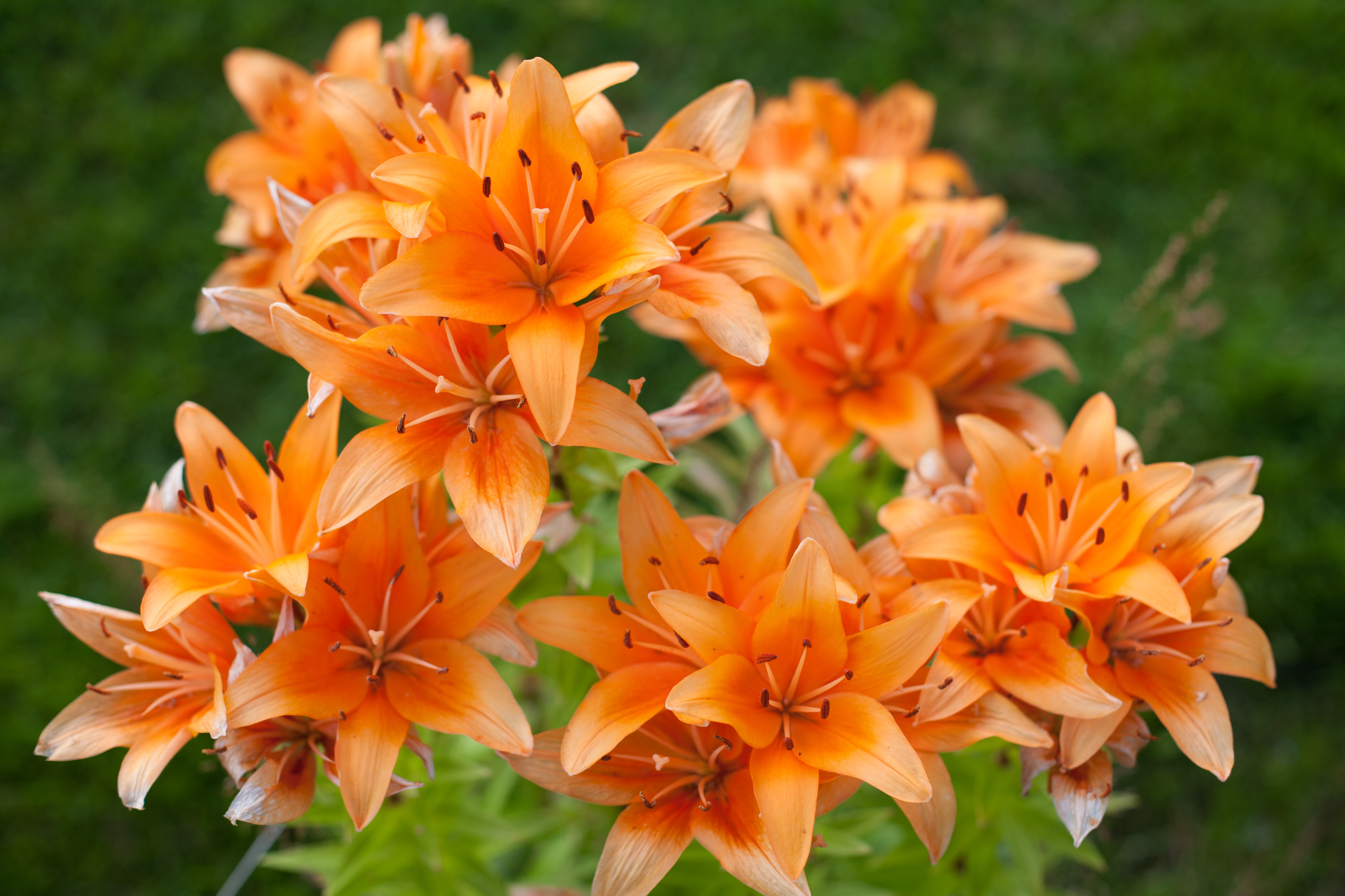 Ingen beskrivning tillgänglig