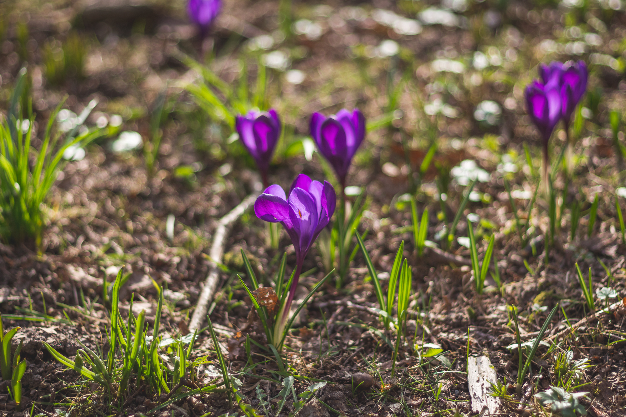 Ingen beskrivning tillgänglig