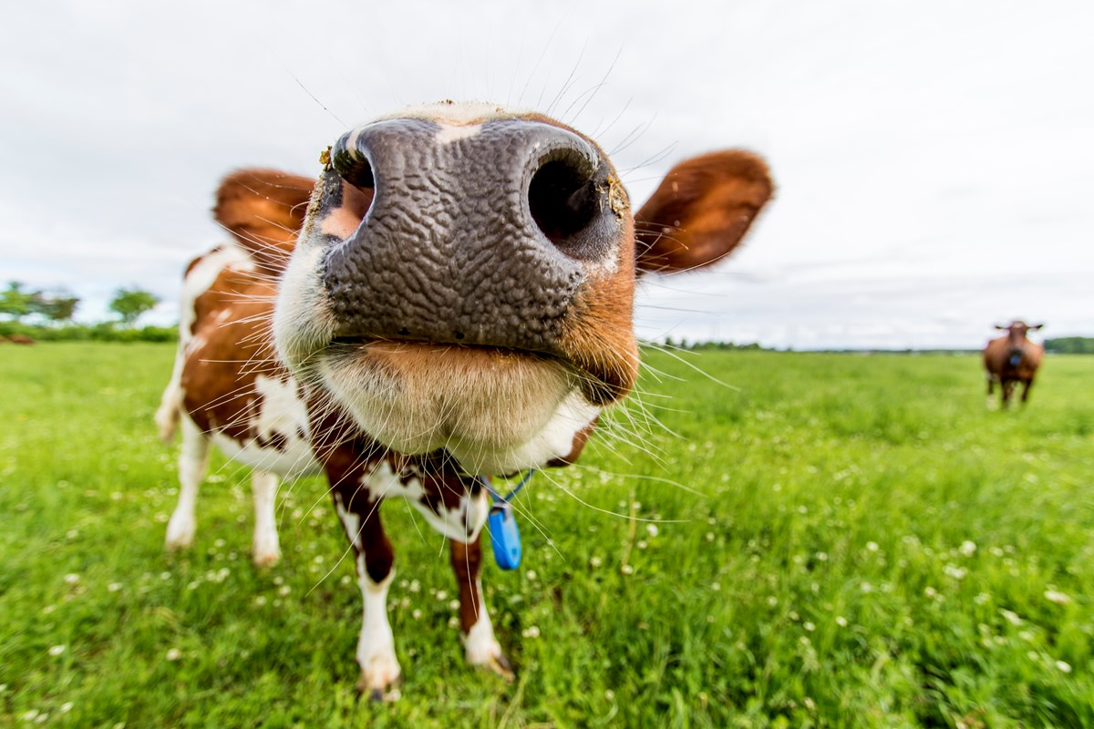 Närbild av en ko