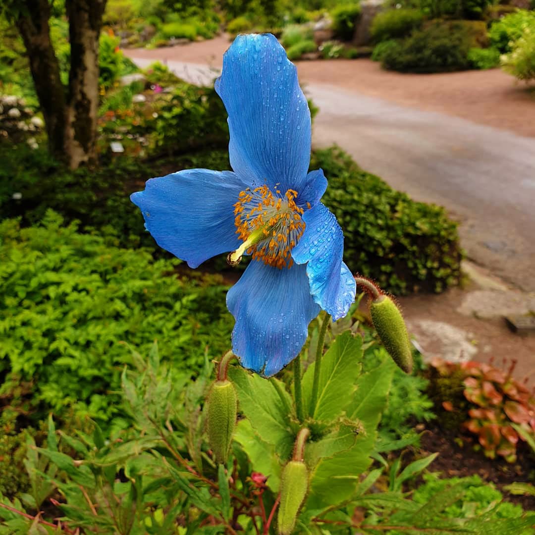 En blå blomma vid en vägkant
