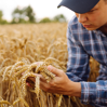 Man med keps och rutig skjorta undersöker moget i sädesfält