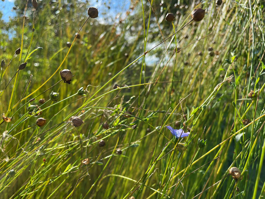 Närbild från en linodling med en blå blomma bland strån och knoppar