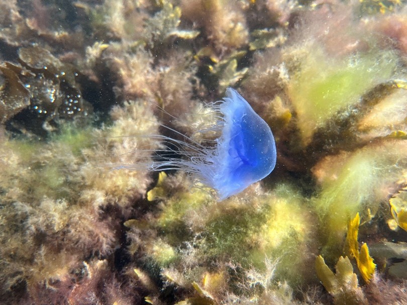 blå brännmanet
