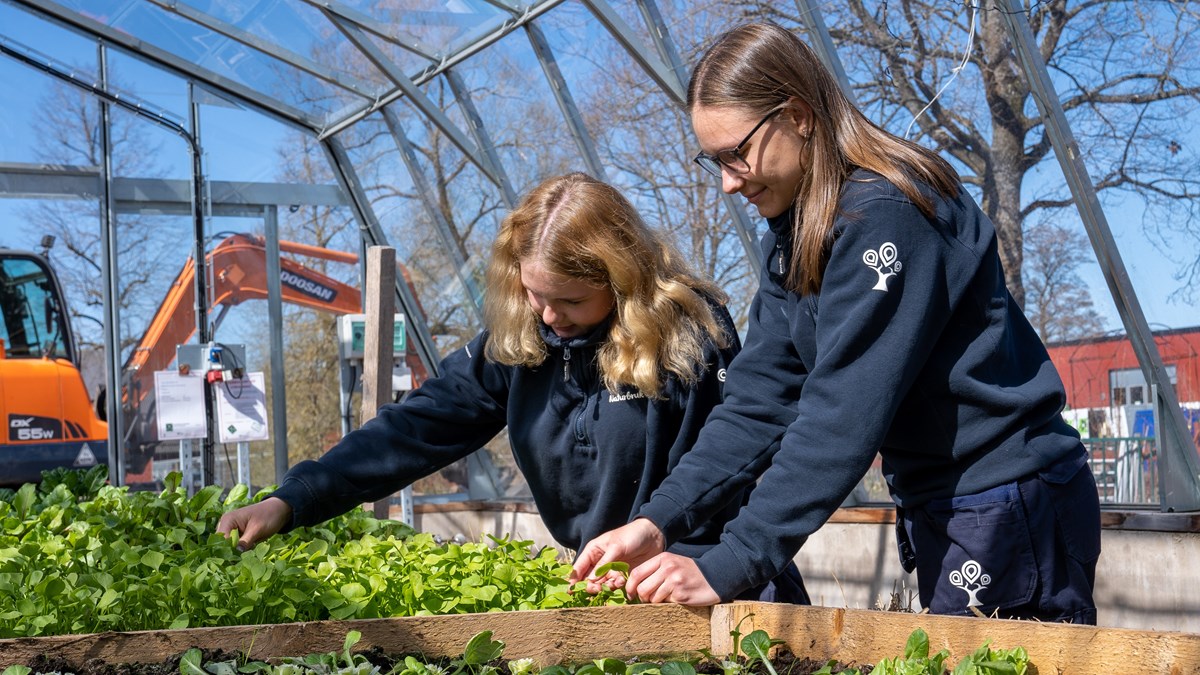 Två elever står i växthus och plockar i salladsodling, med grävmaskin i bakgrunden