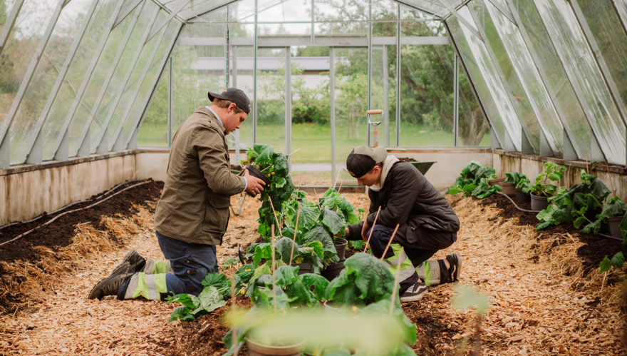 Två elever jobbar med växter på marken i ett växthus