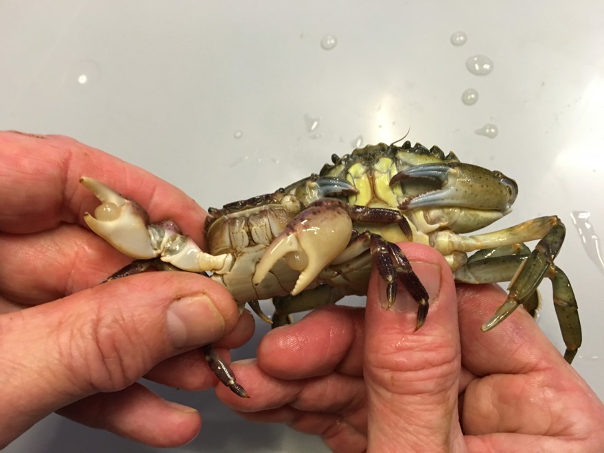 Blåskrabba och strandkrabba