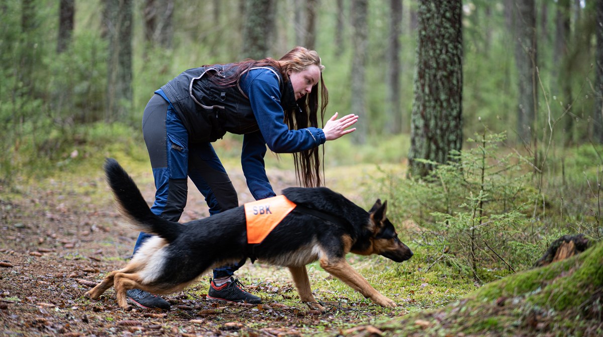 Kvinnlig elev tränar schäfer i skogen