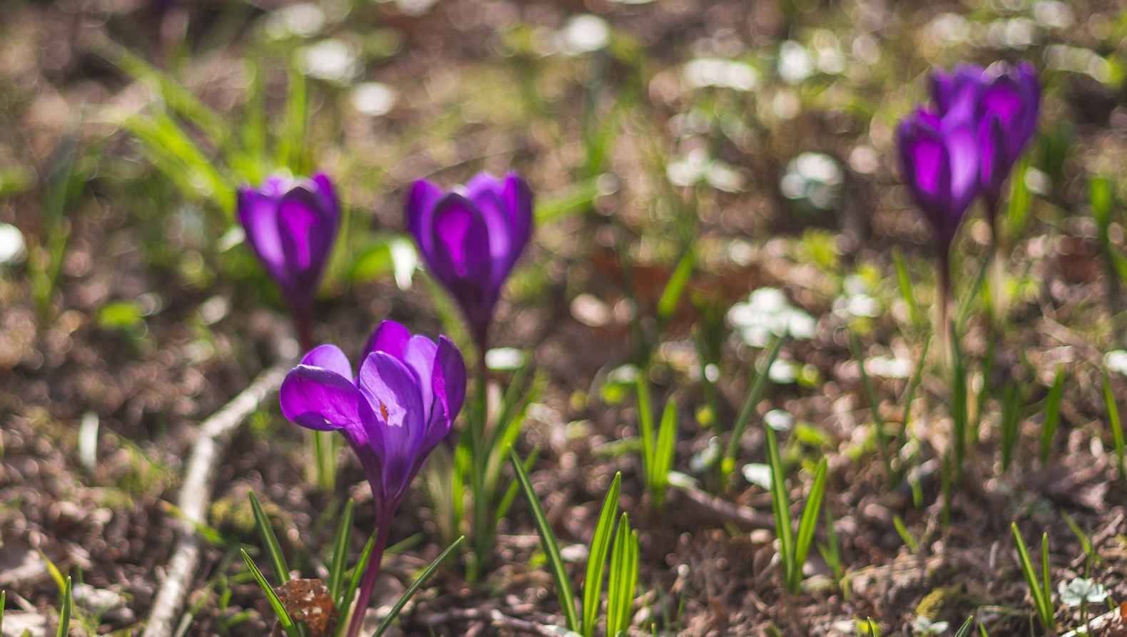 krokusar