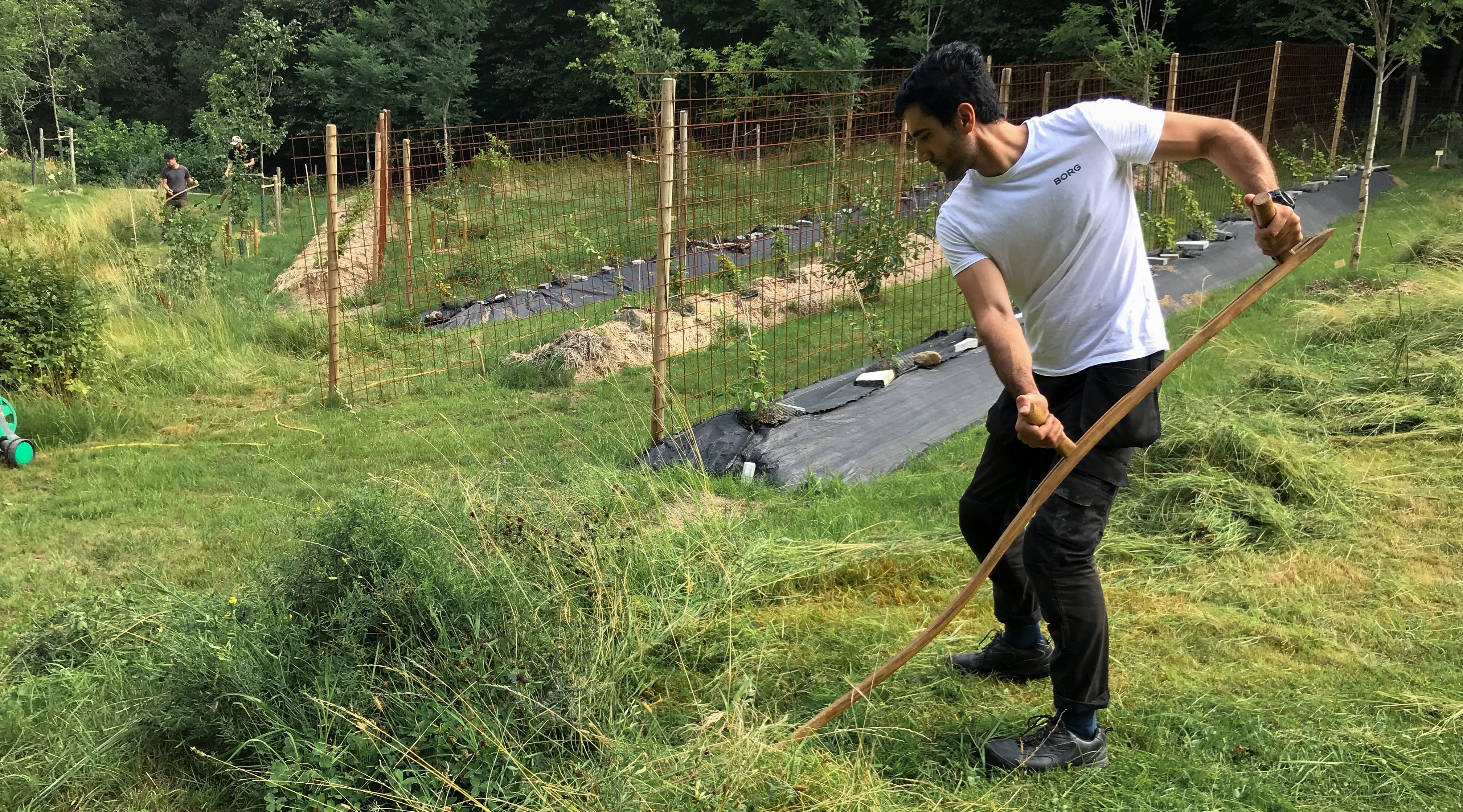 En man slår gräset med en lie