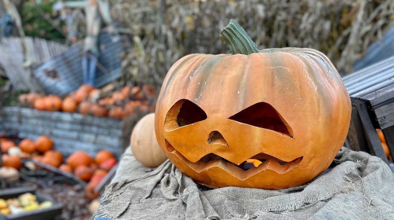 En karvad pumpa med läskigt ansikte framför många andra pumpor