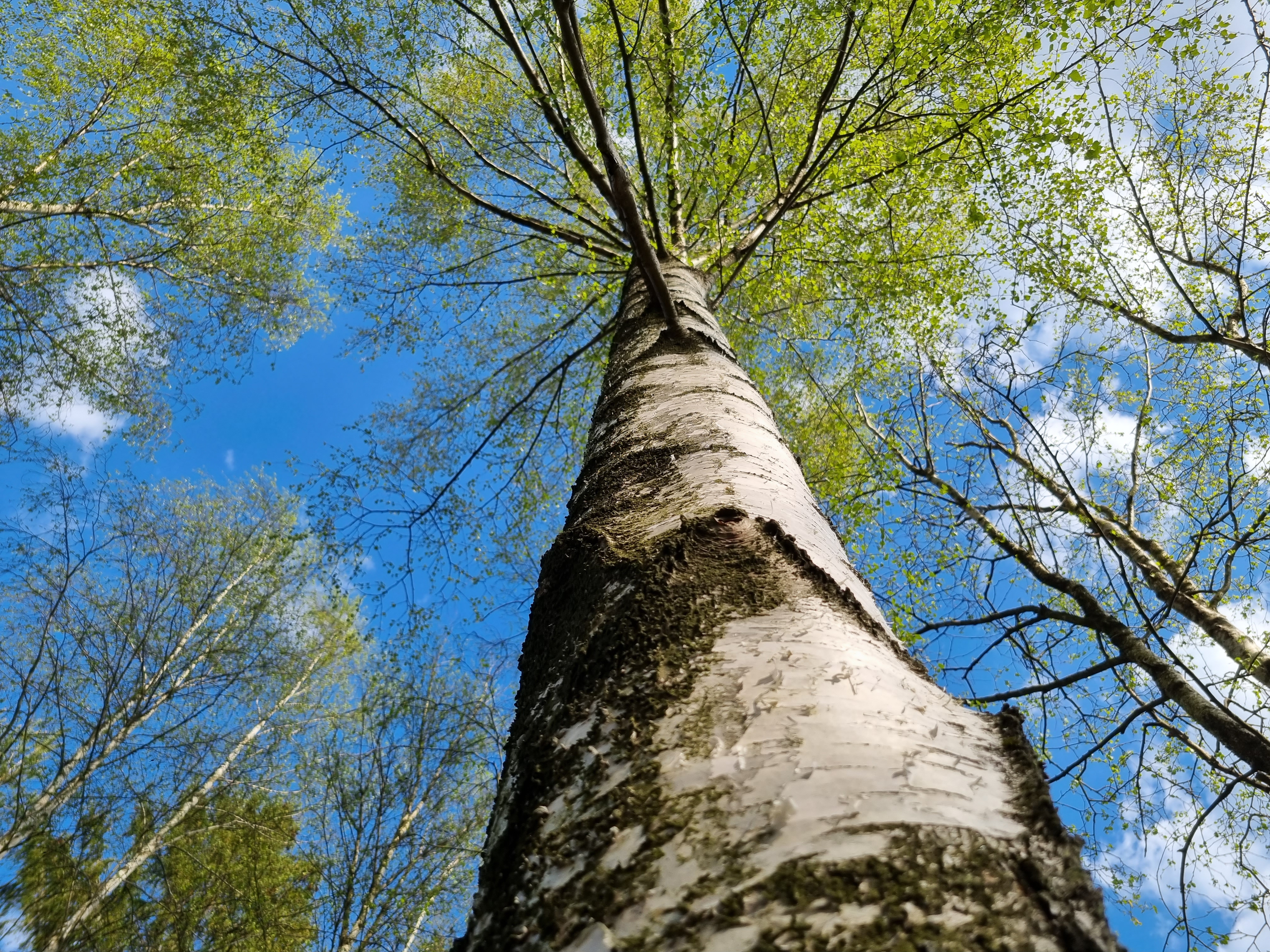 En björk sedd snett underifrån upp mot blå himmel