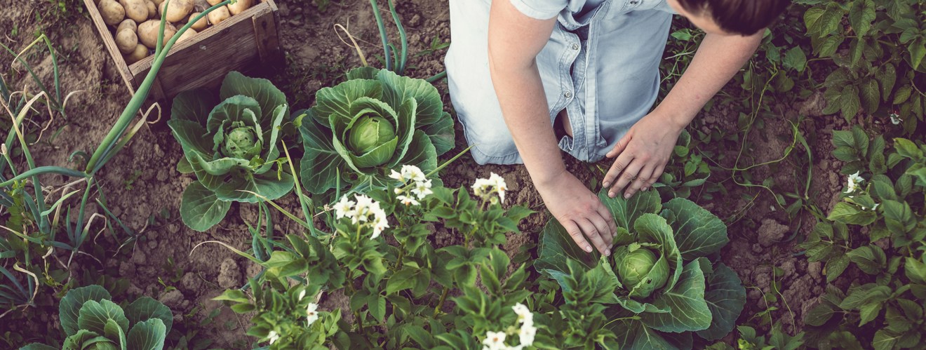 Vy över en ett odlingsland med grödor där två arbetande händer syns