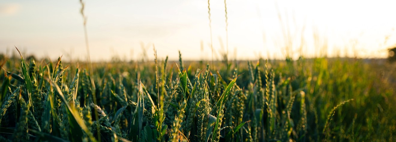 Närbild på ett fält med korn i solnedgång