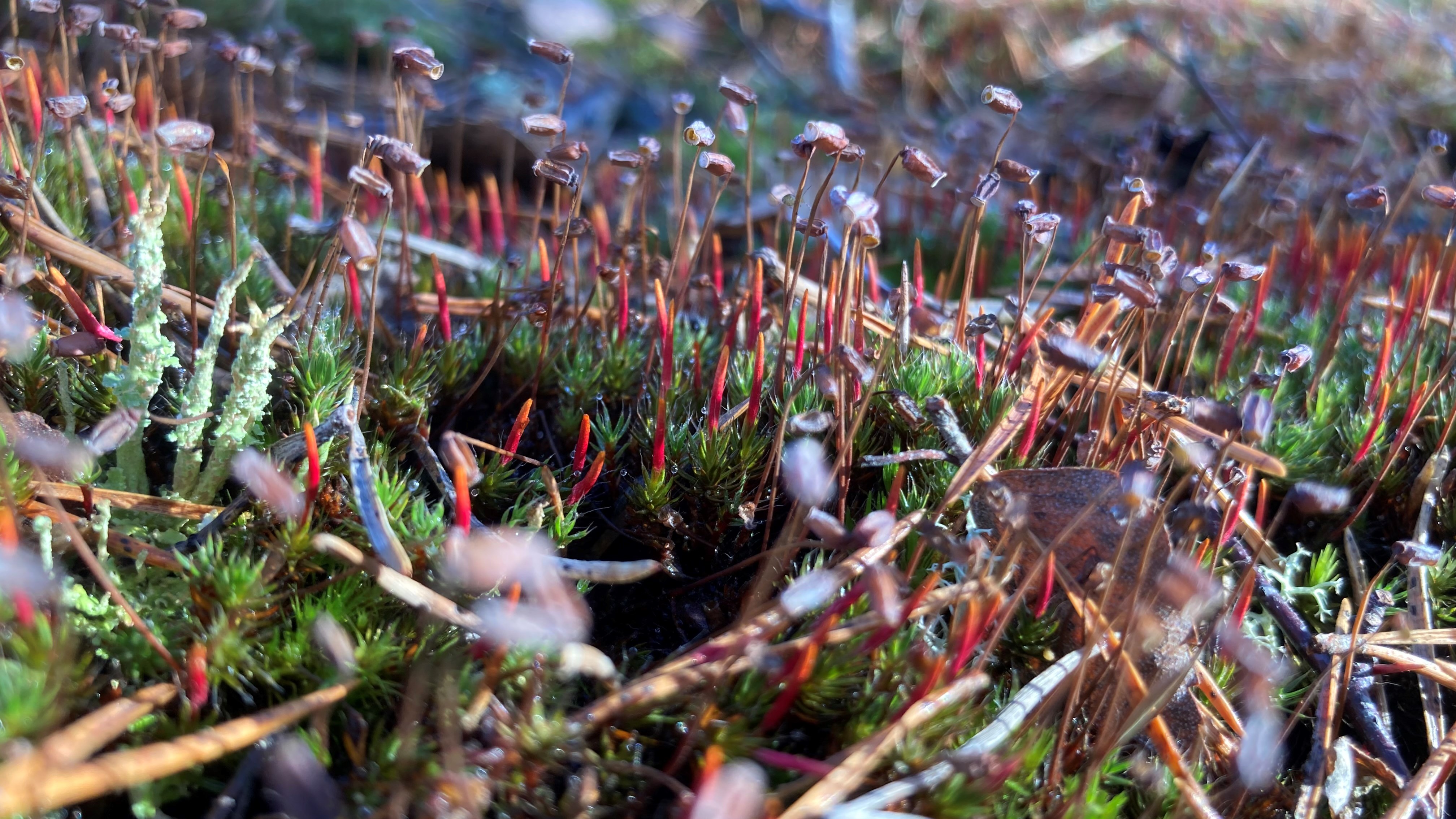 Biologisk mångfald - Västra Götalandsregionen